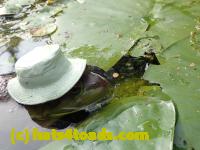 /home//u458753944/public_html/sourcegallery//////////////Frogs/More bullfrogs/P8180200.JPG